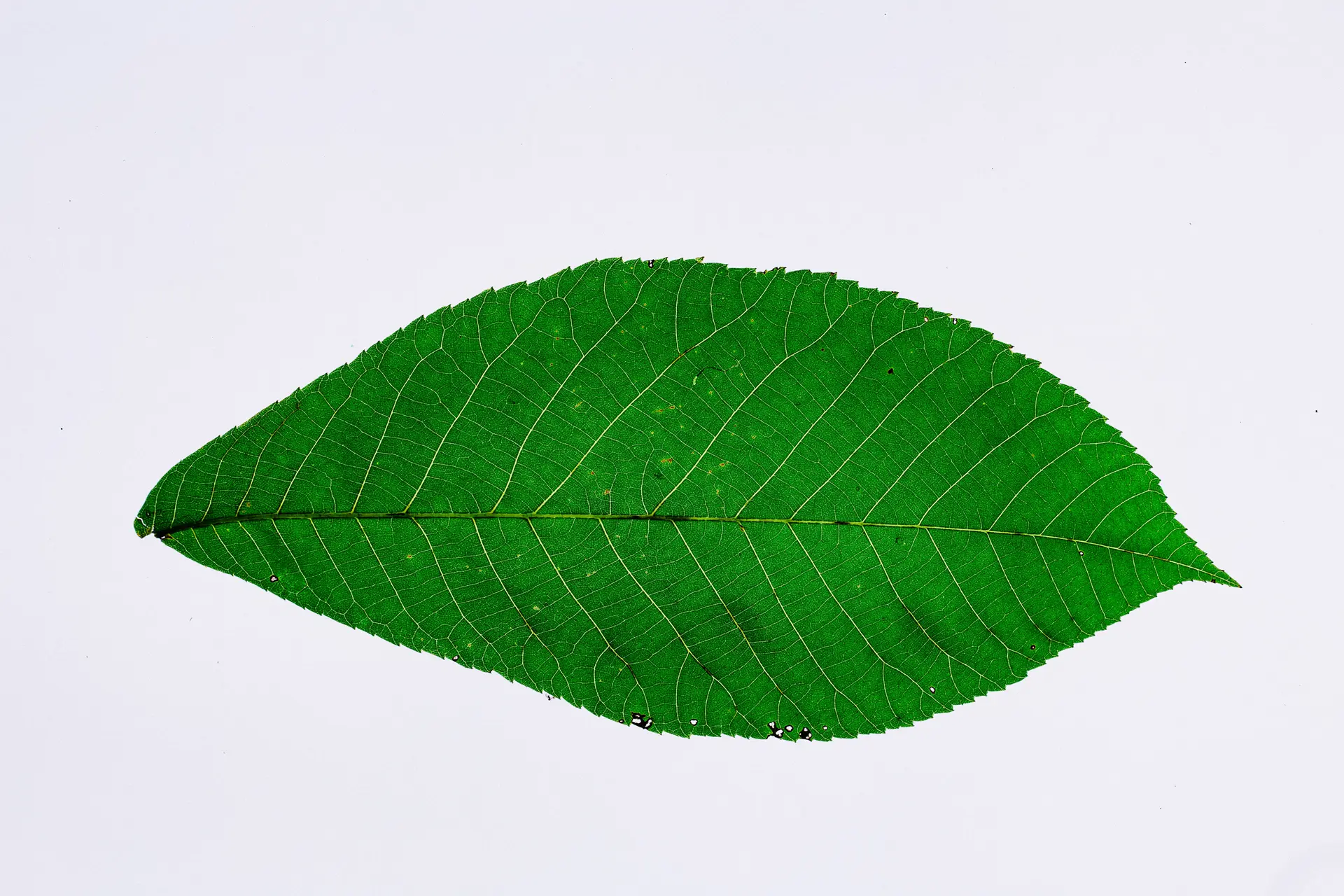 This is a leaf Title - This is a leaf Sub-Title
